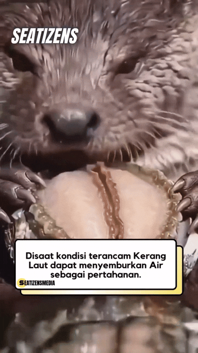 매우 건전한 해달의 전복먹방