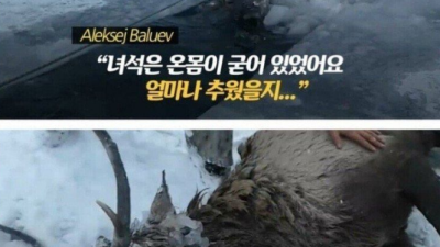 강물에 빠진 사슴