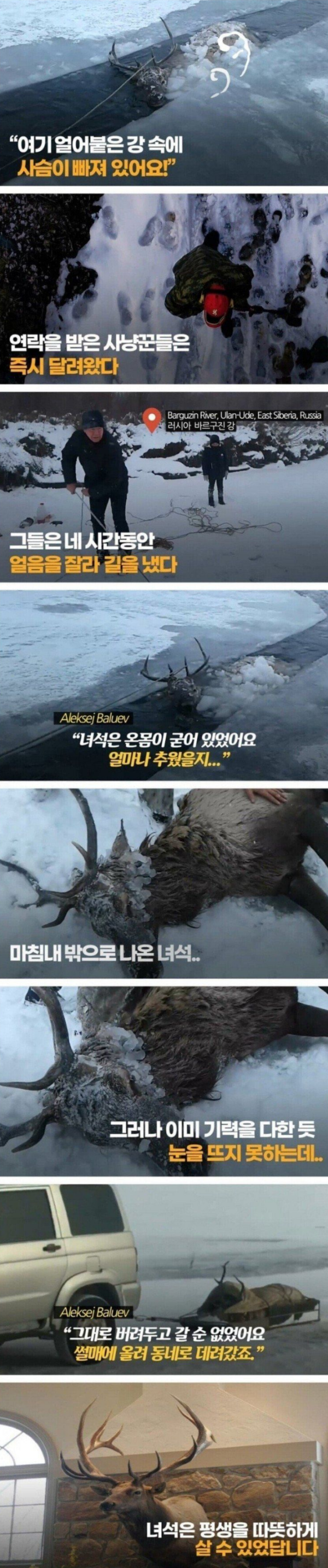 강물에 빠진 사슴