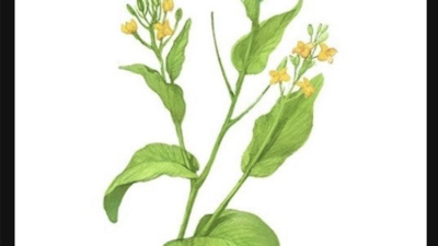 식물계의 명태로 불리우는 어느 식물