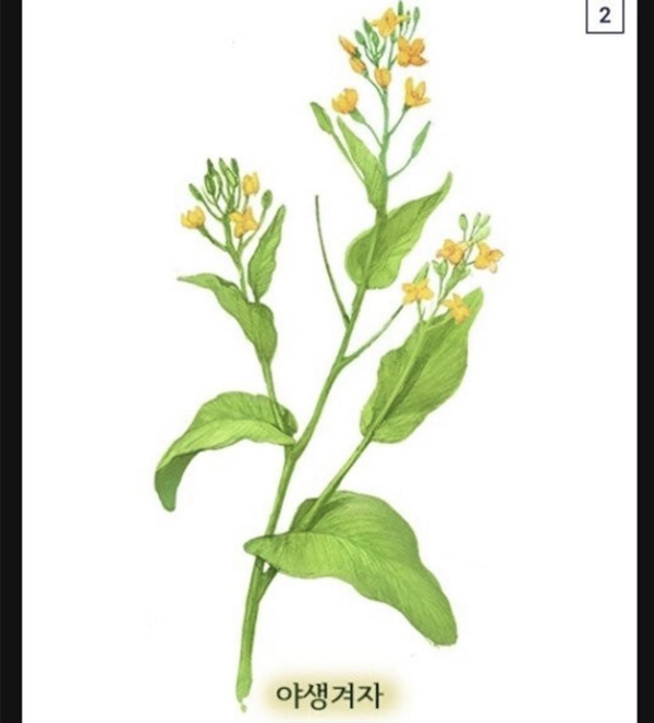 식물계의 명태로 불리우는 어느 식물