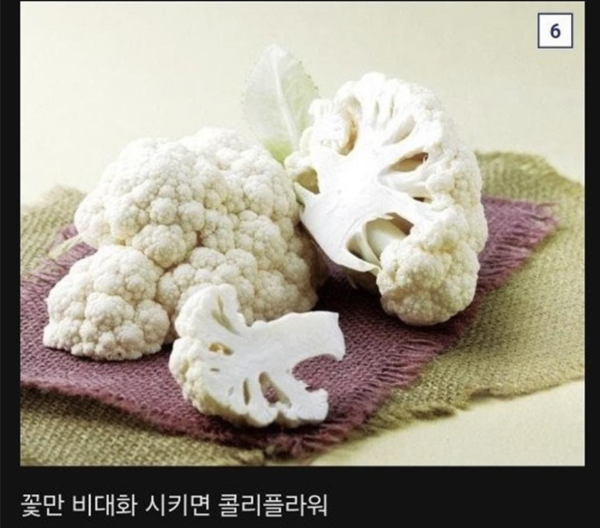 식물계의 명태로 불리우는 어느 식물