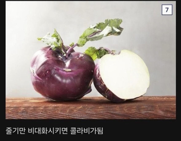 식물계의 명태로 불리우는 어느 식물