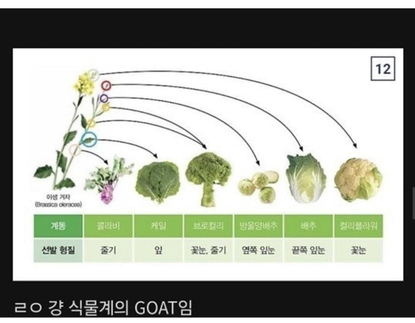 식물계의 명태로 불리우는 어느 식물