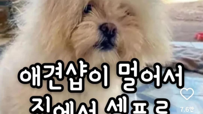 강아지 셀프 미용 대 참사