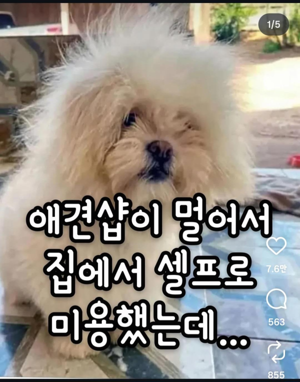 강아지 셀프 미용 대 참사