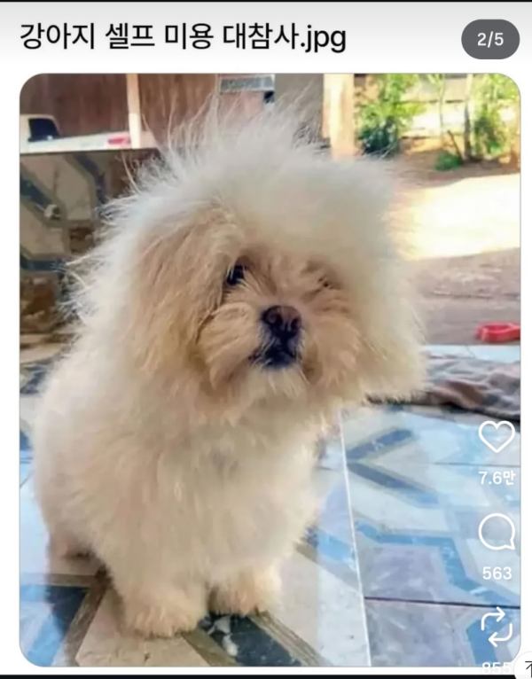 강아지 셀프 미용 대 참사