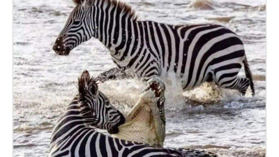 악어 기강잡는 동물