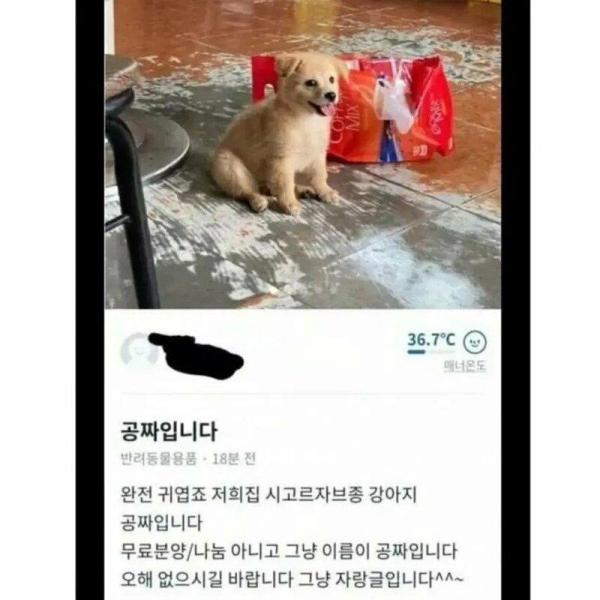 당근에 올라온 강아지 공짜