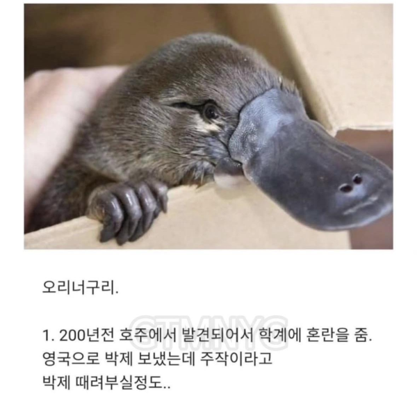 신이 졸다가 잘못만든 포유류