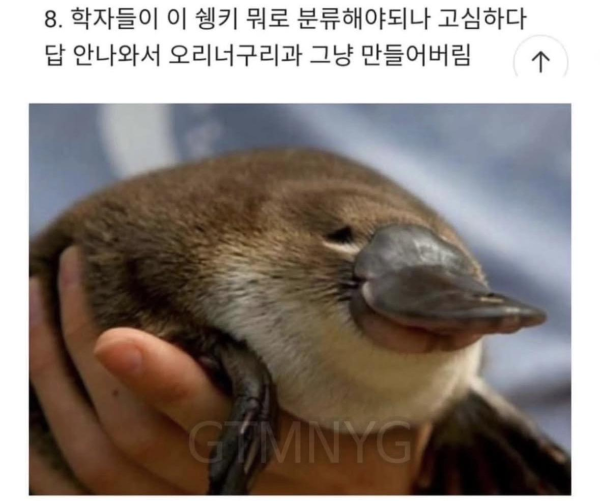 신이 졸다가 잘못만든 포유류