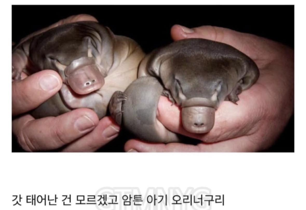 신이 졸다가 잘못만든 포유류