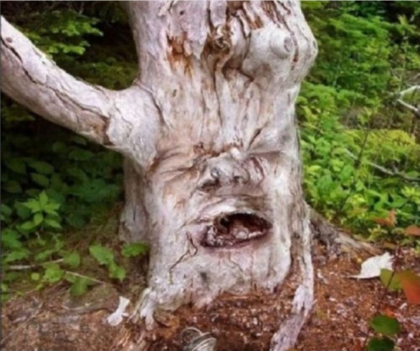 어느 한 못생긴 나무