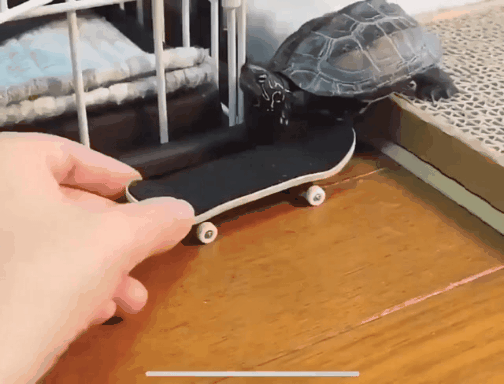 거북이에게 모터를 달아준 주인