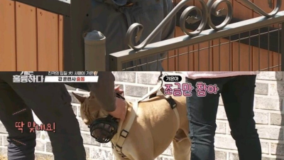 개물림 사고 대부분의 원인