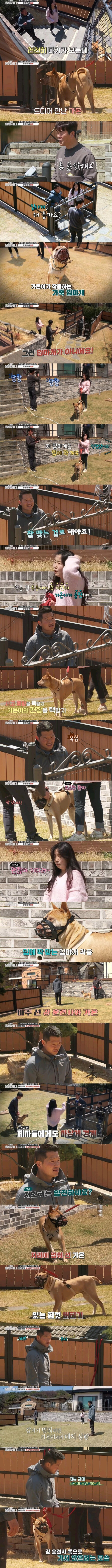 개물림 사고 대부분의 원인