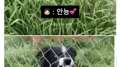 아저씨네 강아지 안 물어요?