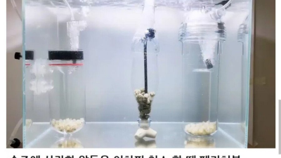 갑오징어 키우는 유튜버