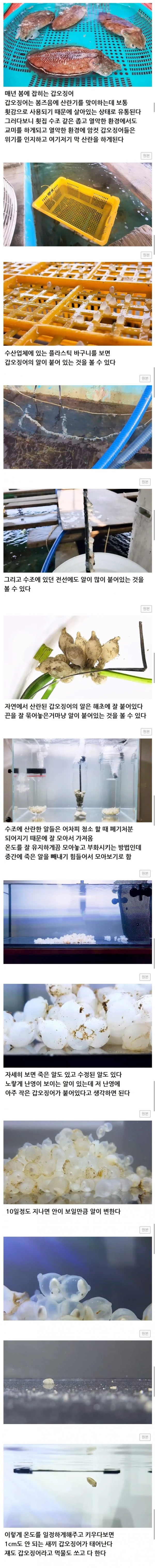 갑오징어 키우는 유튜버