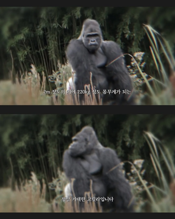 상상 스파링하는 추성훈