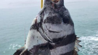 이거 회떠서 고양이 줘도 되나요?