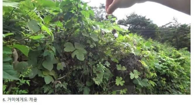 말벌에게 복수하는 양봉업자