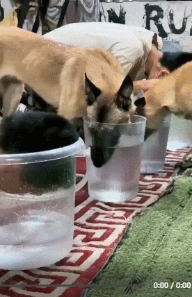 잠수 오래하기 대회