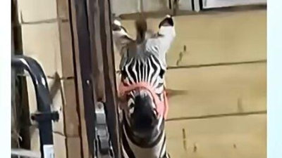 말이 얼룩말을 만나면 보이는 반응