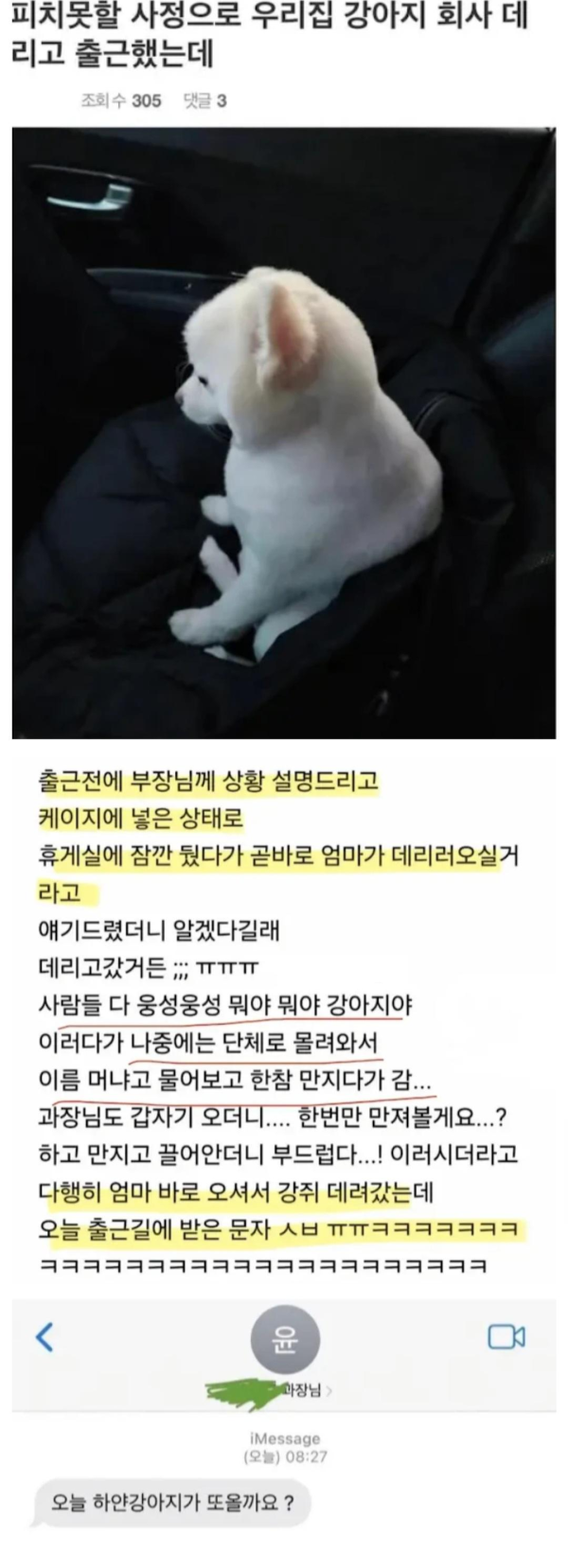회사에 강아지 데리고 출근한 썰