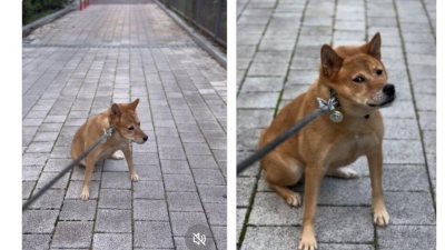 산책 중 급 신호온 견주