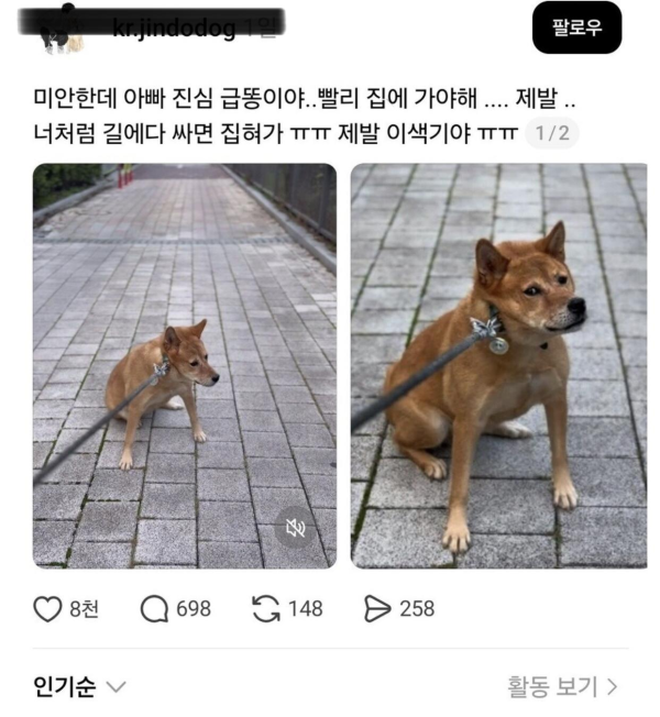 산책 중 급 신호온 견주