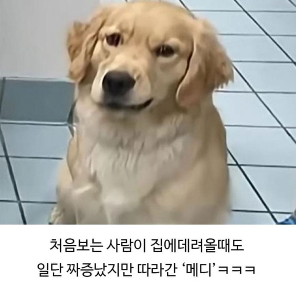 미용실 다녀온 후 표독해진 골댕이