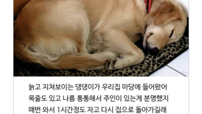 옆집 강아지가 자꾸 찾아오는 이유