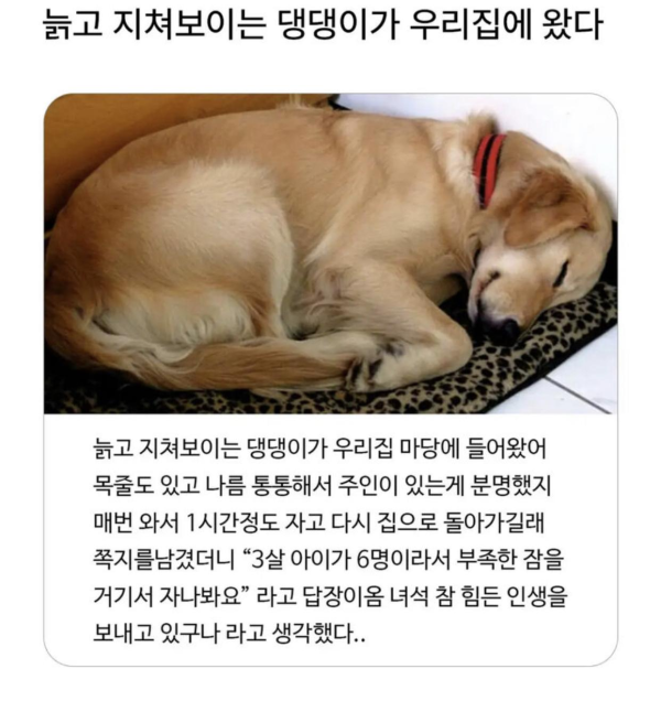 옆집 강아지가 자꾸 찾아오는 이유