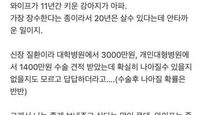 강아지 수술비 때문에 파혼 한다는 직장인